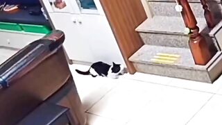 Funny animal videos I found on Instagram and Tiktok