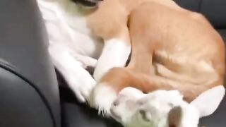 Try Not To Laugh ...dancing goat ..funny goats . cute goats .. crazy