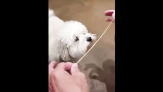 UNUSUAL MEMES COMPILATION V129