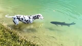 The Best Videos of The Year 2022