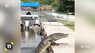 Scary River Monsters Caught On Camera