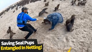 Kayakers help save seal pups entangled in netting