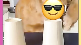 joke funny clips in dogs