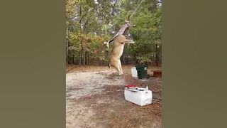 Remove skin a deer