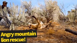 Dangerous attempt to free an angry trapped mountain lion _ Mountain Lion Encounte