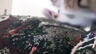 cats funney video 2022 to 2023