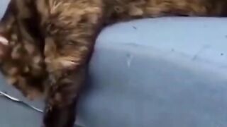 Dogs and cats funney videos cute cat videos funny videos