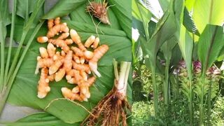 manfaat temulawak