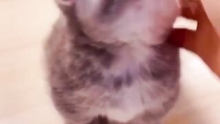 cute cat videos funny videos