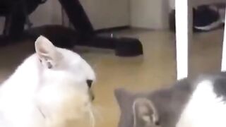 Best Funny cats short video