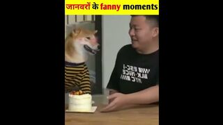 Animals funny videos