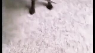 Cats vs Dogs | world war 3