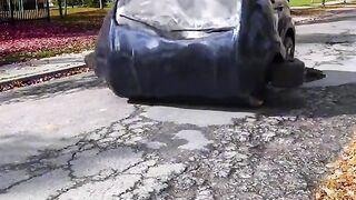 Auotobots roll out