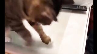 Funny cat video ,try not to laugh