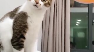 Funniest Cats ???? - Don't try to hold back Laughter ???? - Funny Cats Life