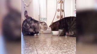 Cats share food in funny way