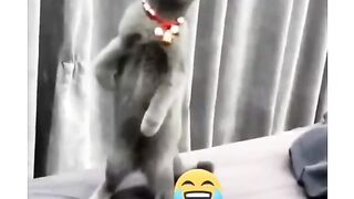 Best funny animals viral clios shorts video