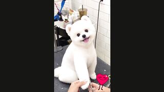 cute dog