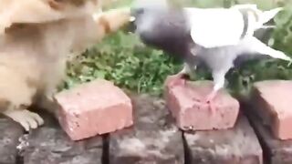Best Funny Cats Viral Clips????|| #funny Cute Animals #shorts Video????|| #trending #animals #reels