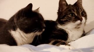 cute cat videos ???? funny videos ????