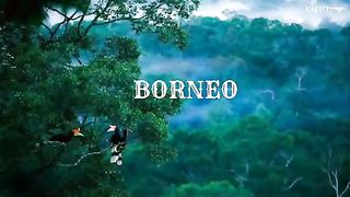 (Relaxing Sleep Music) Instrumen musik SAPE KALIMANTAN BORNEO