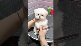 pets & animals 2