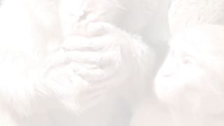 Monkey eating boiled eggs