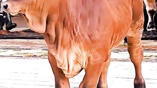 Three months Old Bull roaming around the world