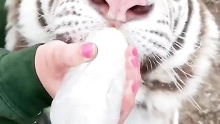 Kasih minum kucing ????