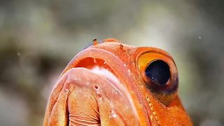 Fish beauty..