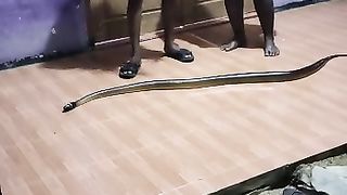 Snake 14