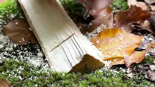 Survival Skills Amazing Beeswax Candle