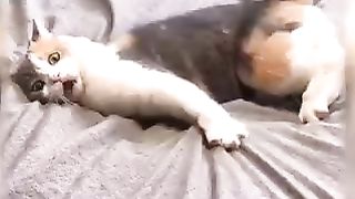 Cat funny moment compilation
