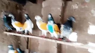 Zira kalsira breeder pair pigeon beautiful