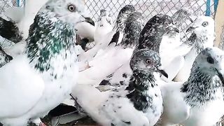 Parvazipigeon beautiful breeder pair