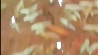 A cafe where the floor is filled with water and fish swim among the customers.