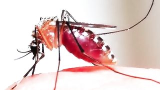 all about malaria