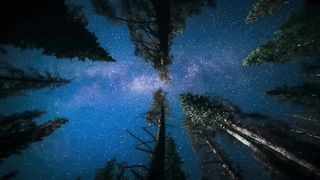 10 Невозможных Деревьев, Которые Реально Существуют
