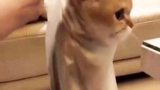 kucing lucu 8