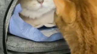 kucing lucu 9