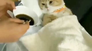 kucing lucu 10