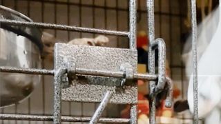 Funny parrot 3