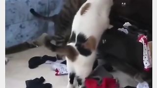 Funny Cat Viral Video 41