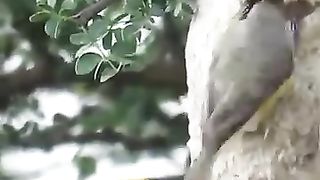 Beautiful bird 19