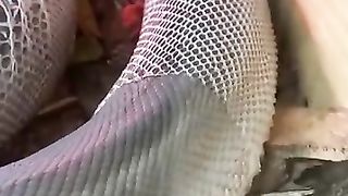 Amazing animals 7