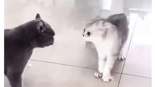 Funny Cat Vs Dog Viral Video 18