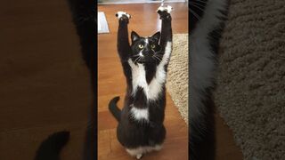 pets & animals funny 2