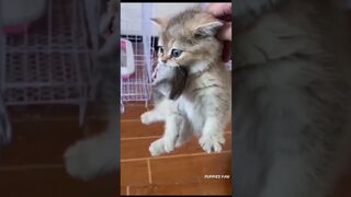 pets & animals funny 3