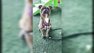 Funniest Dogs ???? New Funny Dog Videos ???????? (2023)