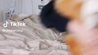 Funniest Dogs New Funny Dog Videos (2023)